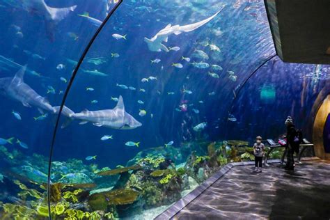 shedd aquarium busy times.